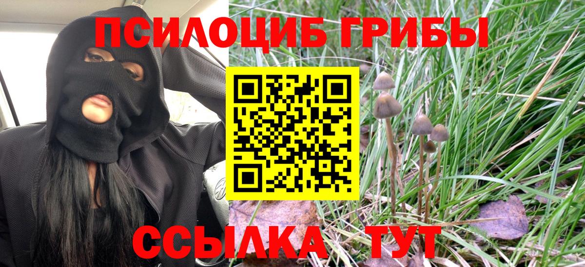 Всеволожск  Галлюциногенные грибы Cubensis  Вход с VPN 